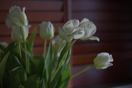 Indoor_Flowers