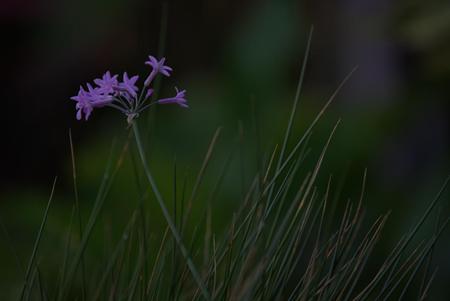 Small_Purple_Flowers