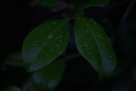Leaf_Water_Droplets