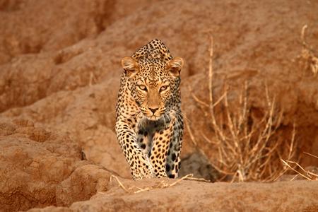 Africa - Leopard500px