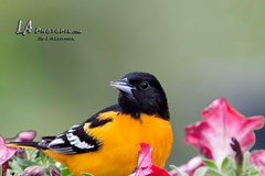 20140517-_P4P3880-Edit-Edit-Edit-Edit