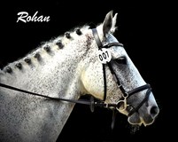 Horse portrait