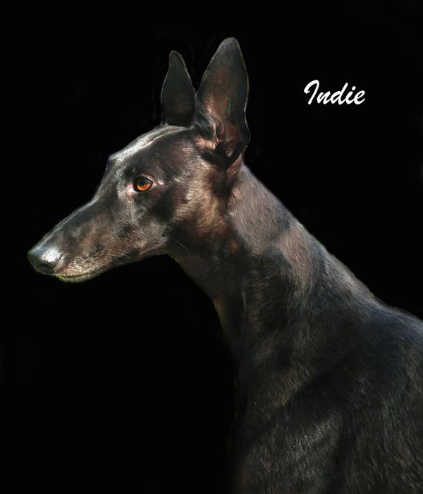 Pet Portrait from a favourite photo