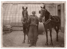 Horses