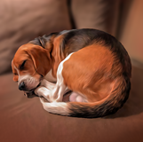 Sleeping Beagle Pet Photo Portrait