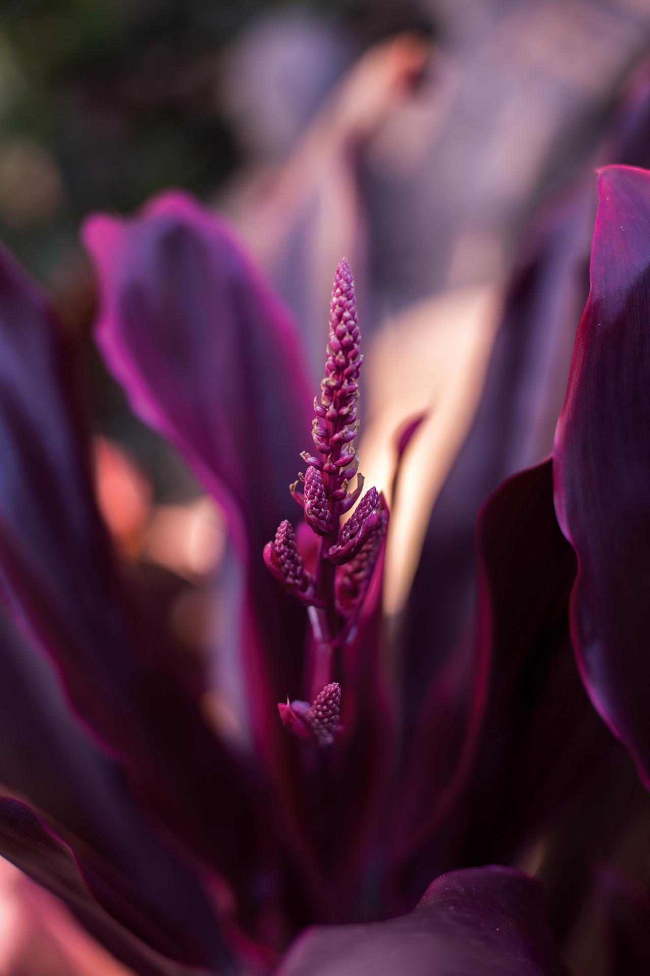 Purple_Plant