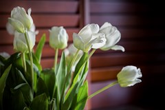 Indoor_Flowers