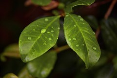 Leaf_Water_Droplets