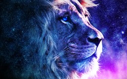 Lion_2