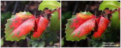 Fall Color