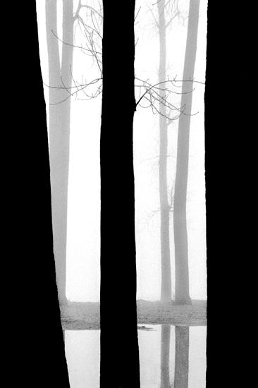 Trees In Fog