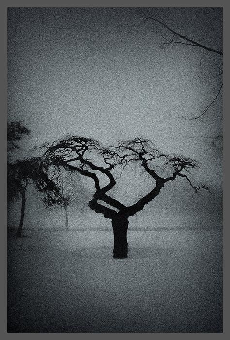 Japanese Tree in the Snow 