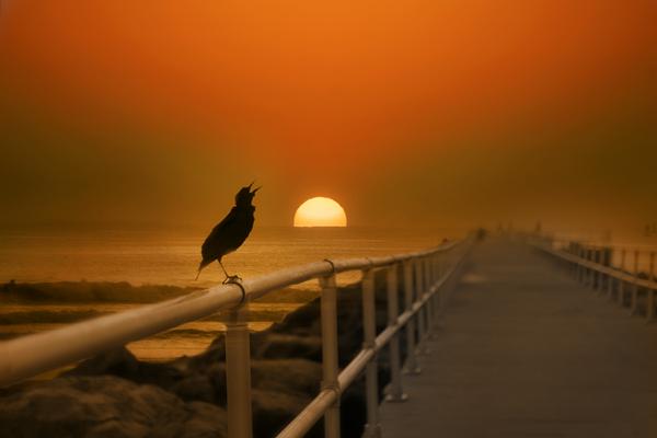 Bird and Sunrise