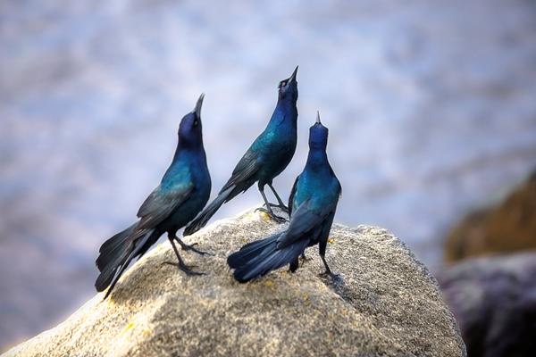 Birds on Rock