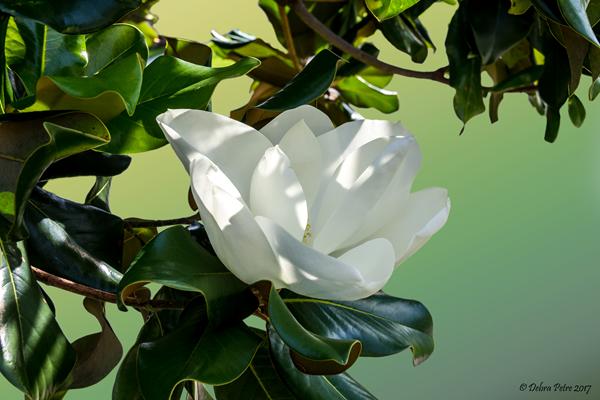Magnolia Flower Background Change