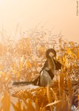 Anhinga