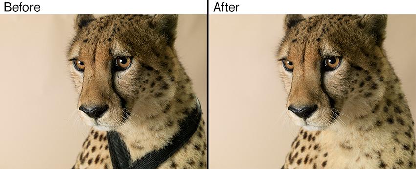 AnimalRetouch