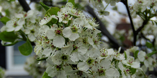 Spring Flowers