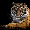 prashant p.