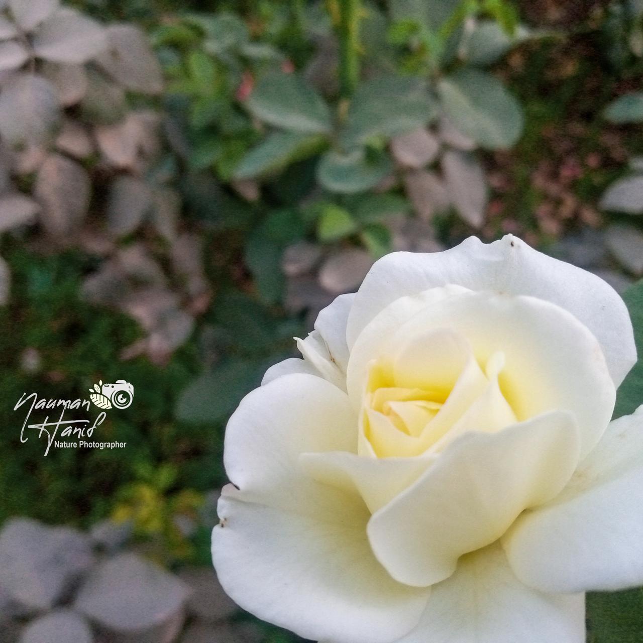 Sr 5 April 05, 2022 with logo