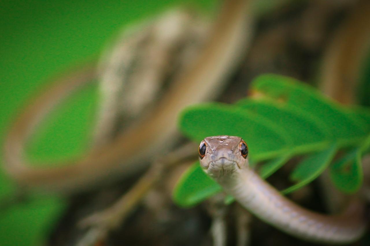 Amol Deshmukh_Stout Sand Snake_Jalgaon