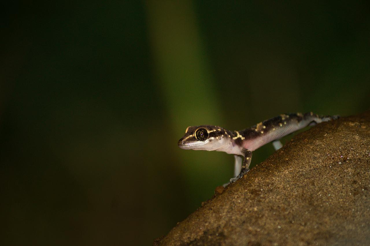 Amol Deshmukh_Termite Hill Gecko_Jalgaon