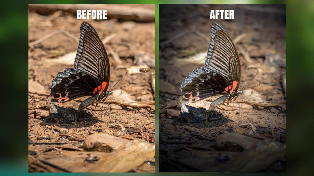 Wildlife Photo Editing – RAW to Final