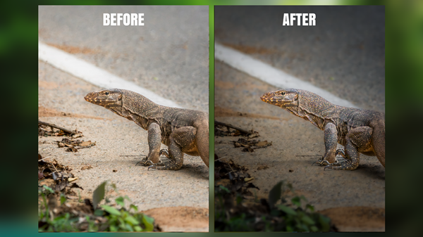 Wildlife Photo Editing – RAW to Final