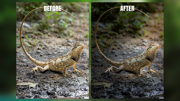 Wildlife Photo Editing – RAW to Final