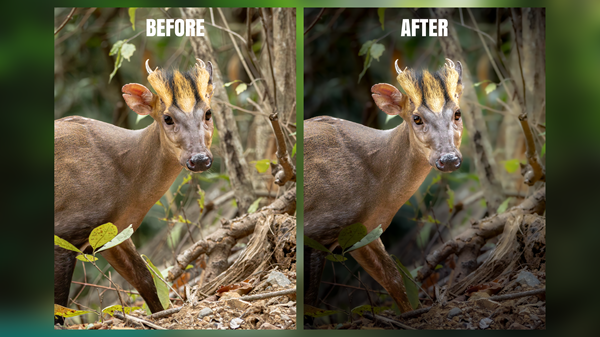 Wildlife Photo Editing – RAW to Final