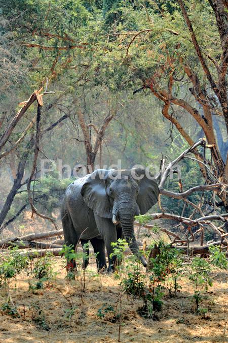 Africa - elephant mondoro bush