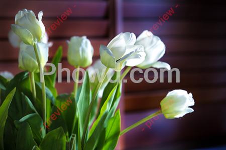 Indoor_Flowers