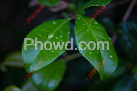 Leaf_Water_Droplets