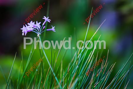 Small_Purple_Flowers