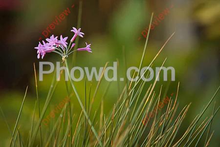 Small_Purple_Flowers