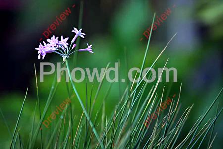 Small_Purple_Flowers-