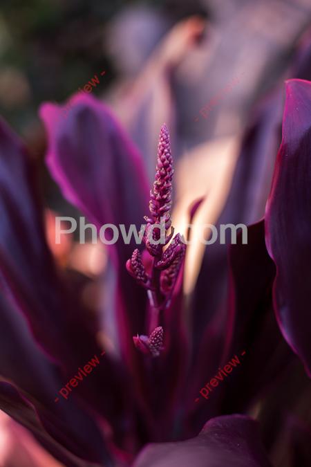 Purple_Plant