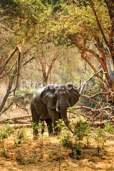 Africa - elephant mondoro bush-Edit