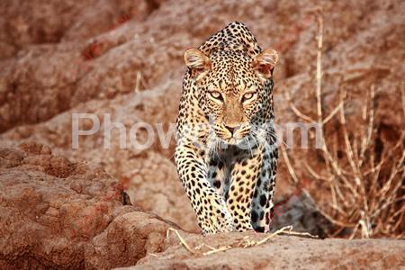 Africa - Leopard500px-Edit-2