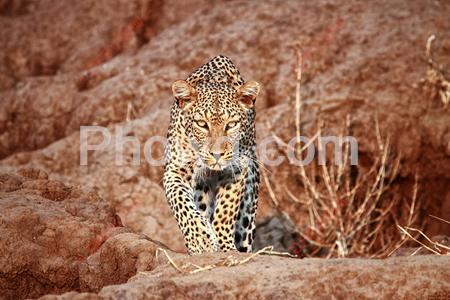 Africa - Leopard500px-Edit