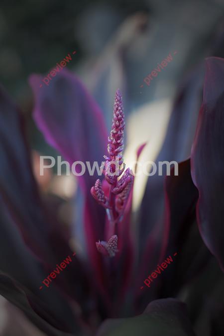 Purple_Plant_SalvatoreP