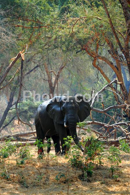 Africa - elephant mondoro bush