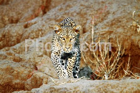 Africa - Leopard500px