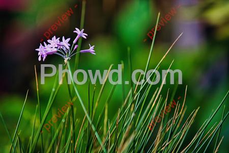 Small_Purple_Flowers