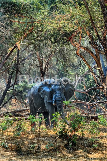Africa - elephant mondoro bush-Edit