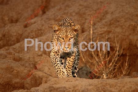 Africa - Leopard500px-Edit