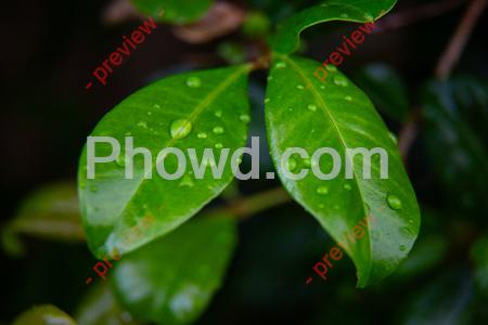 Leaf_Water_Droplets