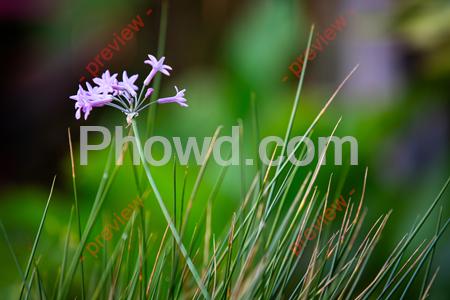 Small_Purple_Flowers