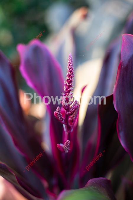 Purple_Plant